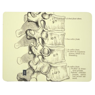 11 Carátulas para cuadernos de anatomía – Carátulas para Cuadernos